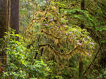 Moss draped over flowering Rhododendron, Jedediah Smith Redwoods State Park, California, USA. June 2017.
