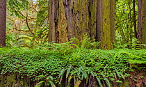Bracken ferns and Sorrel growing on a felled Redwood tree, Redwood National Park, Prairie Creek, California, USA. June 2017.