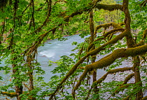 Moss-covered branches of Big leaf maple (Acer macrophyllum) trees with the Elwah River in the background, Olympic National Park, Washington, USA. With the removal of dams, salmon can now migrate up ri...