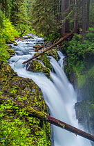 Sol Duc Falls flowing through the narrow gorge of Olympic National Park, Washington, USA. June 2017.