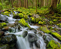 Stream flowing past moss-covered rocks, Sol Duc River Basin, Olympic National Park, Washington, USA. June 2017.