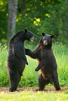 Black bears (Ursus americanus) standing on back legs, fighting, Minnesota, USA, June.