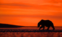 Grizzly Bear (Ursus arctos) silhouetted at dawn, Lake Clarke National Park, Alaska, September
