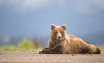 Grizzly Bears (Ursus arctos) resting, Lake Clarke National Park, Alaska, September