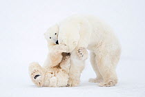 Polar Bears (Ursus maritimus) males fighting, Churchill, Canada, November
