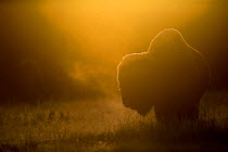 Bison (Bison bison) at dawn, Yellowstone National Park, USA, September