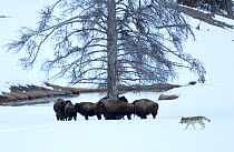 Bison (Bison bison) under a snowy tree with a coyote (Canis latrans) walking by, Yellowstone National Park, USA, February