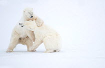 RF - Polar Bears (Ursus maritimus) males fighting, Churchill, Canada, November (This image may be licensed either as rights managed or royalty free.)