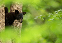 RF - Black bear cub (Ursus americanus) peeping through some trees, Minnesota, USA, June. (This image may be licensed either as rights managed or royalty free.)