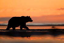 RF - Grizzly Bear (Ursus arctos) at dawn, Lake Clarke National Park, Alaska, September (This image may be licensed either as rights managed or royalty free.)