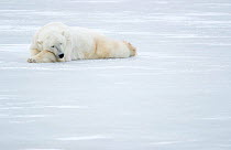 RF - Polar Bear (Ursus maritimus) sleeping, Churchill, Canada, November (This image may be licensed either as rights managed or royalty free.)
