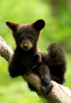 RF - Black bear cub (Ursus americanus) resting in a tree, Minnesota, USA, June. (This image may be licensed either as rights managed or royalty free.)