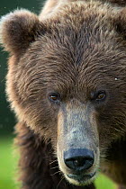 RF - Grizzly Bear (Ursus arctos) head portrait, Lake Clarke National Park, Alaska, September (This image may be licensed either as rights managed or royalty free.)
