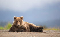 RF - Grizzly Bear (Ursus arctos) resting, Lake Clarke National Park, Alaska, September (This image may be licensed either as rights managed or royalty free.)