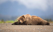 RF - Grizzly bear (Ursus arctos) resting, Lake Clarke National Park, Alaska, September (This image may be licensed either as rights managed or royalty free.)