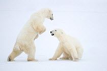RF - Polar Bear (Ursus maritimus) males fighting, Churchill, Canada, November (This image may be licensed either as rights managed or royalty free.)