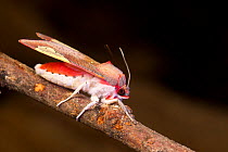 Grote's bertholdia moth (Bertholdia trigona) on twig, Big Bend National Park, Texas, USA. August.
