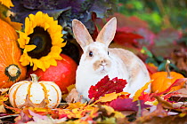 Juvenile Mini rex domestic rabbit amongst autumn leaves, pumpkins, sunflowers and ornamental cabbage, and gourds. East Haven, Connecticut, USA