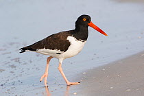 American oystercatcher (Haematopus palliatus) foraging at waters edge, Indian Shores, Florida, Gulf of Mexico, USA