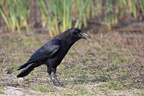 American crow (Corvus brachyrhynchos) foraging on lake shore, Sarasota, Florida, USA
