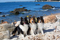 Three Shetland sheepdog females sitting on sand dunes by the sea, Waterford, Connecticut, USA