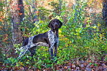 Female German shorthaired pointer standing at edge of woodland. Canterbury, Connecticut, USA