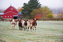 Herd of Ayrshire cows in a frosty field, October. Newbury, Vermont, USA (non-ex)
