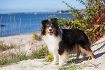 Shetland sheepdog female standing on sand dune, Waterford, Connecticut, USA