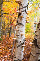 Paper birch tree (Betula papyrifera) trunk covered in Birch polypore bracket fungi (Piptoporus betulinus) October. Green Mountain National Forest, Vermont, USA