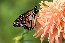 Tagged Monarch butterfly (Danaus plexippus) on Dahlia flower, October. Waterford, Connecticut, USA (non-ex)