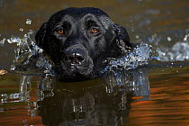 Head close up of Black labrador retriever dog (field type) swimming in pond with autumn reflections,  Rhode Island, USA