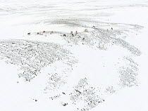 Domestic reindeer (Rangifer tarandus) in snow-covered winter landscape. Sarek National Park, Laponia UNESCO World Heritage Site Swedish Lapland, Sweden. December 2016.