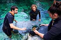 Veterinarian and two keepers performing an ultrasound scan on a pregnant Florida manatee female (Trichechus manatus latirostrus), Beauval Zoo, France, October 2017.