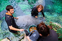 Veterinarian and two keepers performing an ultrasound scan on a pregnant Florida manatee female (Trichechus manatus latirostrus), Beauval Zoo, France, October 2017.