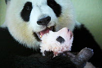 Giant panda (Ailuropoda melanoleuca) female, Huan Huan, holding baby, aged two months, Beauval Zoo, France, October 2017.