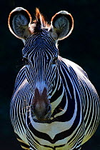 Grevy's zebra (Equus grevyi) portrait, captive, Zoo Parc Beauval, France.