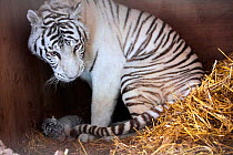 Female white or bleached tiger with her cub (Panthera tigris), aged 10 days. This tiger is a hybrid crossed from a Siberian tiger and a Bengal tiger, captive, France.