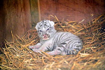 Newborn female white or bleached tiger cub (Panthera tigris), aged 10 days. Her parents are hybrids crossed from a Siberian tiger and a Bengal tiger, captive, France.