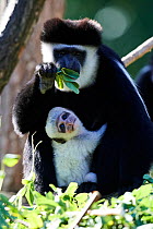 Black and white colobus monkey (Colobus guereza) holding white infant, aged 1 month, in tree, captive, Zoo Parc Beauval, France.