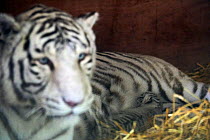 Female white or bleached tiger (Panthera tigris) with her cub, aged 10 days. This female tiger is a hybrid crossed from a Siberian tiger and Bengal tiger, has blue eyes and white fur caused by a lack...