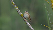 Sedge warbler (Acrocephalus schoenobaenus) singing. Scotland, UK, July.