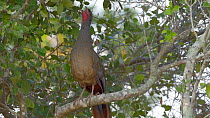 Chaco chachalaca (Ortalis canicollis) vocalising in a tree, Pantanal, Brazil, October.