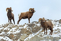Rocky mountain bighorn sheep (Ovis canadensis) rams standing on mountain slope, Jasper National Park, Alberta, Canada. December.