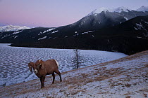 Rocky mountain bighorn sheep (Ovis canadensis) ram stands on a lakeside hill just after sunset in Jasper National Park, Alberta, Canada, December.