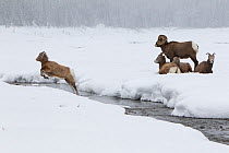 Rocky mountain bighorn sheep (Ovis canadensis) lamb leaping across a stream, as the rest of the herd watches, Jasper National Park, Alberta, Canada. December.