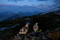 Two White-tailed ptarmigan (Lagopus leucura) perched on a rock at dusk, Hope, British Columbia, Canada.  July.