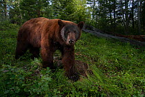 Cinnamon phase black bear (Ursus americanus) boar walking past an infrared triggered camera trap. Williams Lake, British Columbia, Canada July.