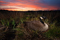 Canada goose (Branta canadensis) nesting on the shores of Burnaby Lake at sunset, Burnaby, British Columbia, Canada. April.