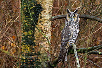 Long-eared owl (Asio otus) perched on branch, Delta, British Columbia, Canada. February.