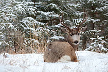 Mule deer (Odocoileus hemionus) buck in snow near Jasper, Jasper National Park, Alberta, Canada. December.